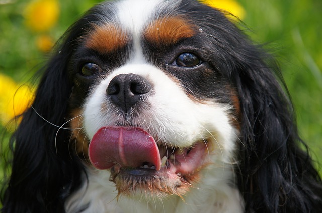 Best Dog Breeds to Adopt  Cavalier King Charles Spaniel