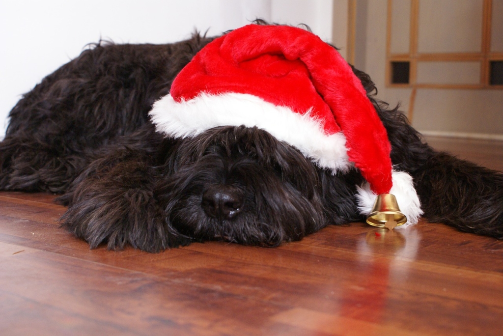 Incredibly Important Christmas Safety Tips for Your Dog