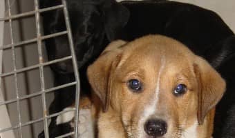 Help your new friend find a safe place of his own with our dog training tips for crate training your puppy. It's one of the best ways to train your dog.