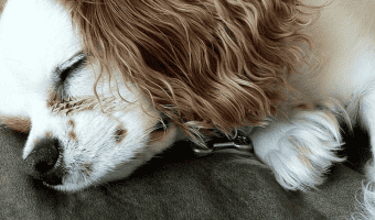 Do dogs dream? Find out what psychologists have to say about those twitches and whines your pup makes in his sleep, and which dogs are more likely to dream!
