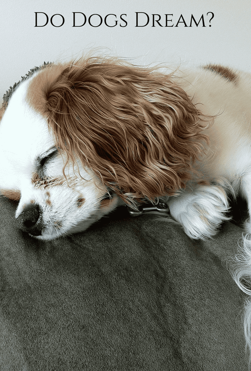 dogs dream sleep canine dogvills