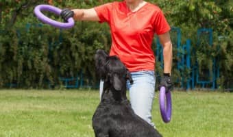 Find out what you need to know about Dog Training Certification to find the best possible trainers for your new family friend! The right training matters.