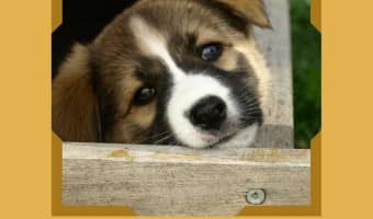 Check out our tips for easy puppy crate training and help your new puppy find a safe place that's all his own!