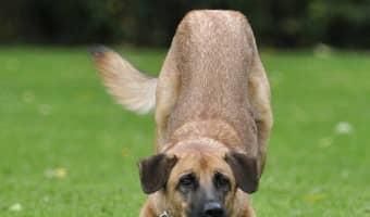 Enjoy a little bonding time during dog training with these five cool games you can teach your dog. Your pup will learn new skills while having fun!