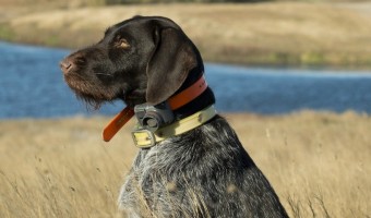 Planning to take your pup along on a hunt? Check out these great hunting dog training tips to get him ready for the big adventure & keep him safe!