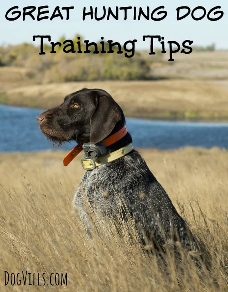 puppy obedience tips great tips vills puppy obedience tips great tips vills
