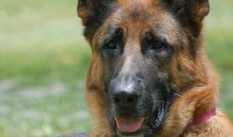 Whip up a green smoothie recipe for dogs that includes our top five favorite insanely healthy dog treats for large dogs!
