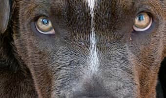 House training your puppy to avoid accidents and teach him potty outside is easy when you follow our dog training tips! Get started early for best results!