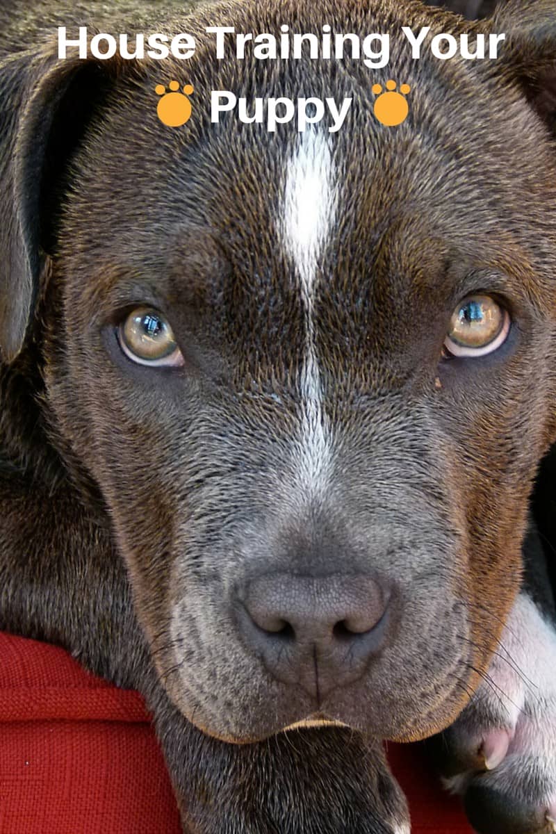 Tips for House Training Your New Puppy
