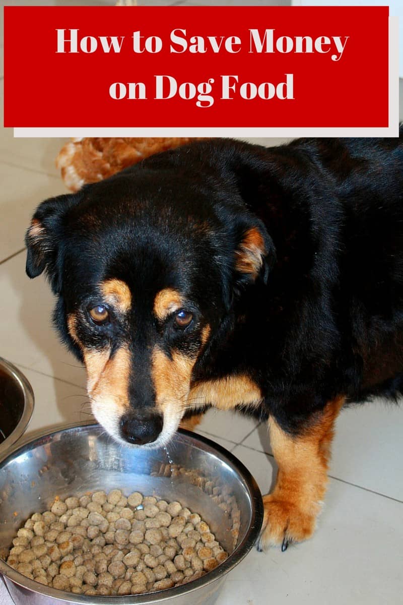 How to Save Money on Dog Food DogVills