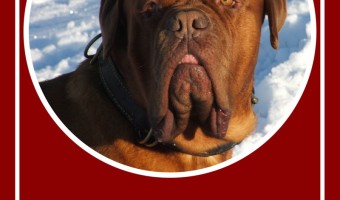 Looking for the perfect large dog breed for your family? Check out facts about the Bullmastiff and see if it's the right family dog for you!