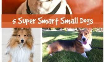 Looking for a super smart compact pooch? Check out our top five favorite small dog breeds that are highly intelligent! Each pup has unique characteristics.