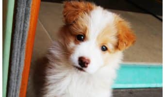Looking for pet friendly hotels in the US that don't charge a fortune in "security deposits" or cleaning fees? Check out our favorite inexpensive chains!