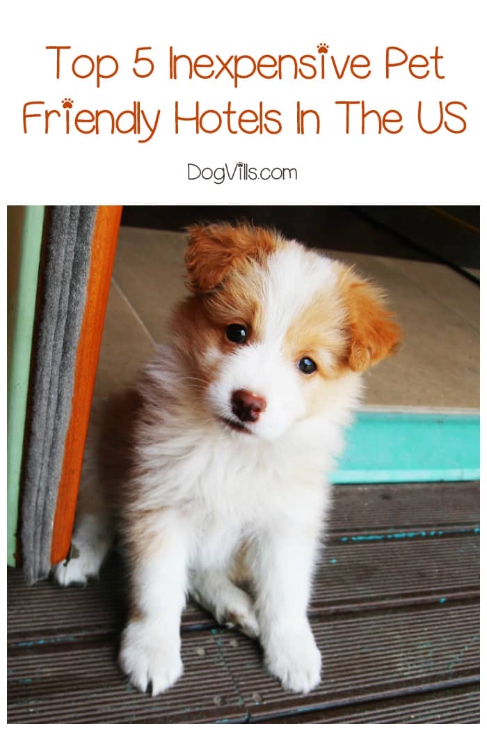 Top 5 Inexpensive PetFriendly Hotels In The US