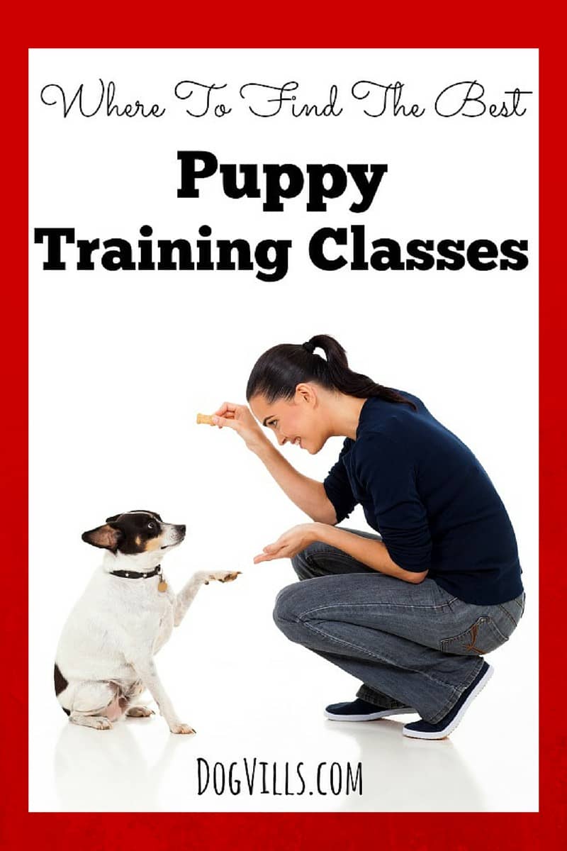 where-to-find-the-best-puppy-training-classes-dog-vills