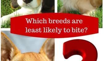 Planning on getting a new dog? Knowing the breeds with least bites on their records is a good place to start your search! Check out our list!