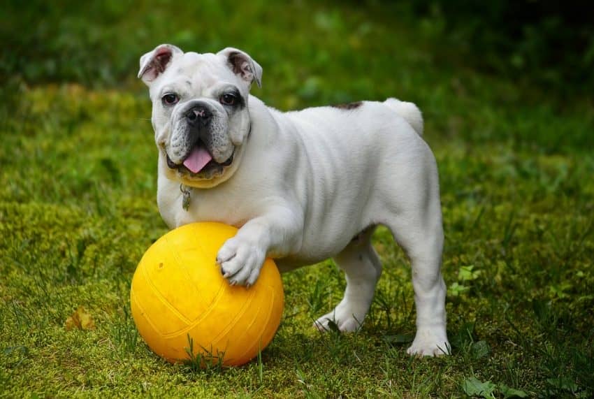 Enjoy a little bonding time during dog training with these five cool games you can teach your dog. Your pup will learn new skills while having fun!