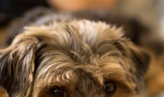 Give your little pooch a comfy place to sleep with these fantastic dog beds for small dogs! Check them out now!