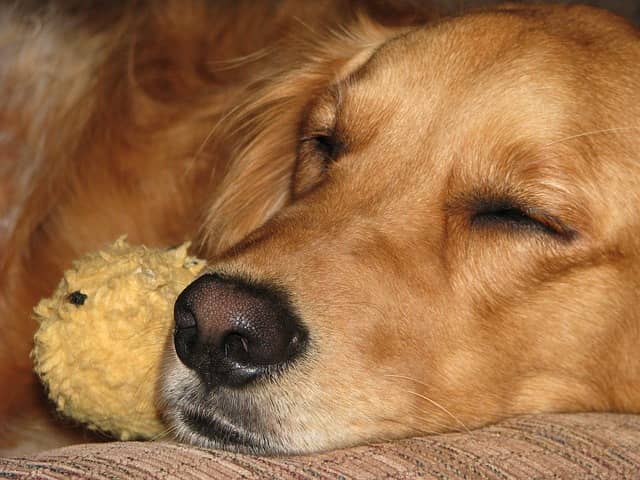 Golden retrievers are one of the top dog breeds most susceptible to cancer.