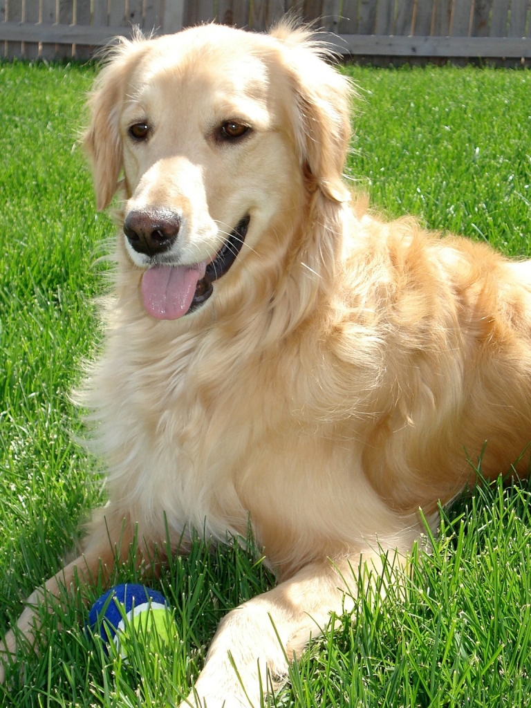 Breeds with least bites on record: Golden Retriever