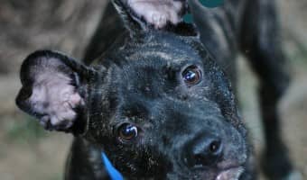 Looking for fun ways to teach your new dog some fabulous tricks and lessons? Check out our favorite puppy training games that you'll both love!