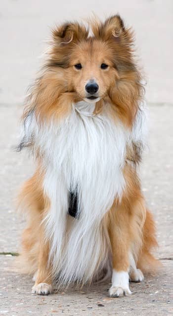 Five Small Dog Breeds That Are Highly Intelligent - Dog Vills