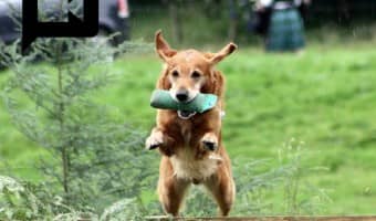 These videos featuring amazing feats of dog training will make your jaw drop in wonder and say "now those are some well-trained pooches!"