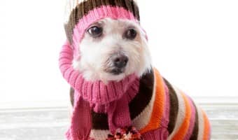 Check out our tips for the Best Way To Pick A Dog Sweater and start dressing your pooch up in the latest pet fashions! You'll have the best dressed dog!