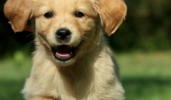 Before you buy a pure bred dog, check out these tips for finding a certified breeder for Golden Retrievers to make sure you're getting a healthy family dog.