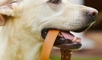 Do you really NEED a smart dog collar to track your dog's health? Check out our thoughts on whether you should spend the money on this new pet tech.