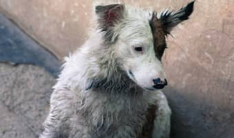 These beautiful dog videos about rescue stories and adoptable dogs looking for their Forever Home are sure to touch your heart. Plus see how you can help!