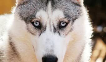 Can't get enough funny talking dog videos? Check out our favorites, from human voice-overs to dogs that really do sound like they're talking!