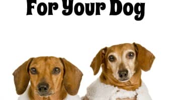 The colder temperatures outside are definitely going to mean you need to know How To Choose A Winter Coat For Your Dog. Check out our easy tips!