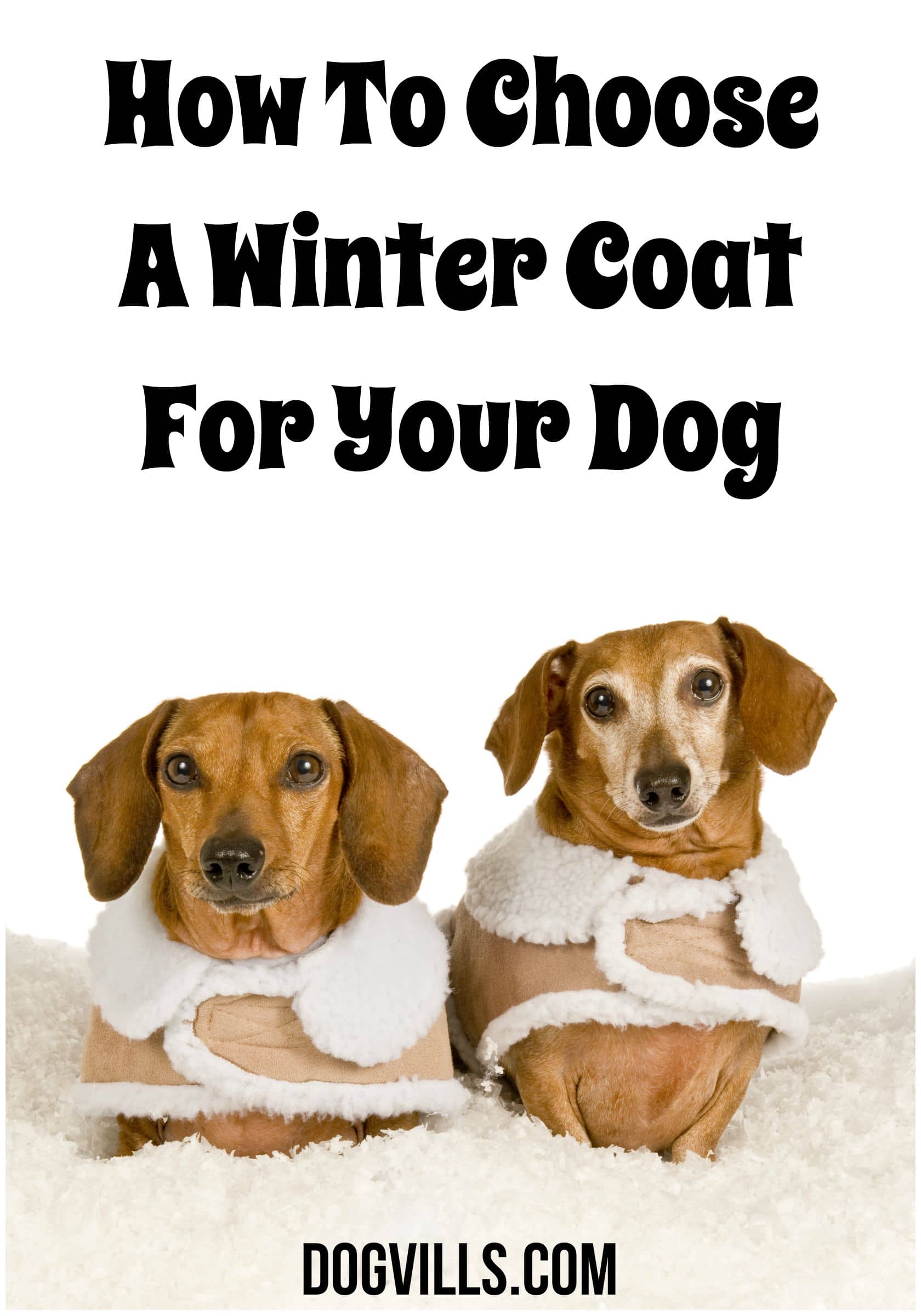 How To Choose A Winter Coat For Your Dog DogVills