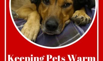 Keeping pets warm when the power goes out is challenging, especially when you're trying to keep yourself warm! Check out our easy tips for keeping you and your pets more comfortable until the lights come back on.