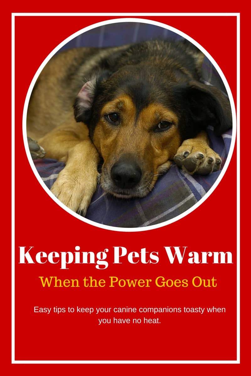 Keeping Pets Warm when the Power Goes Out