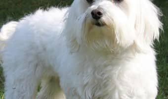 Looking for a small breed dog that may be perfect for your family? Check out everything you need to know about the Maltese & see if he’s right for you!