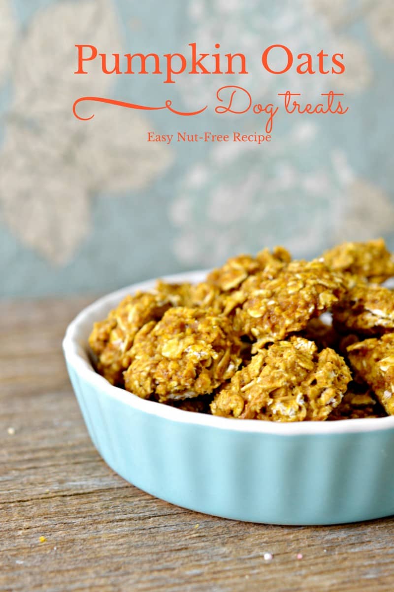 Easy Hypoallergenic Dog Treat Recipe: Pumpkin and Oats