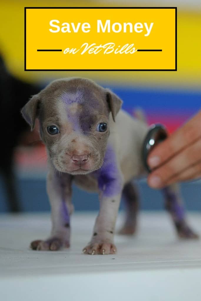 Keeping Your Dog Through Tough Financial Times: Learn how to save money on vet bills