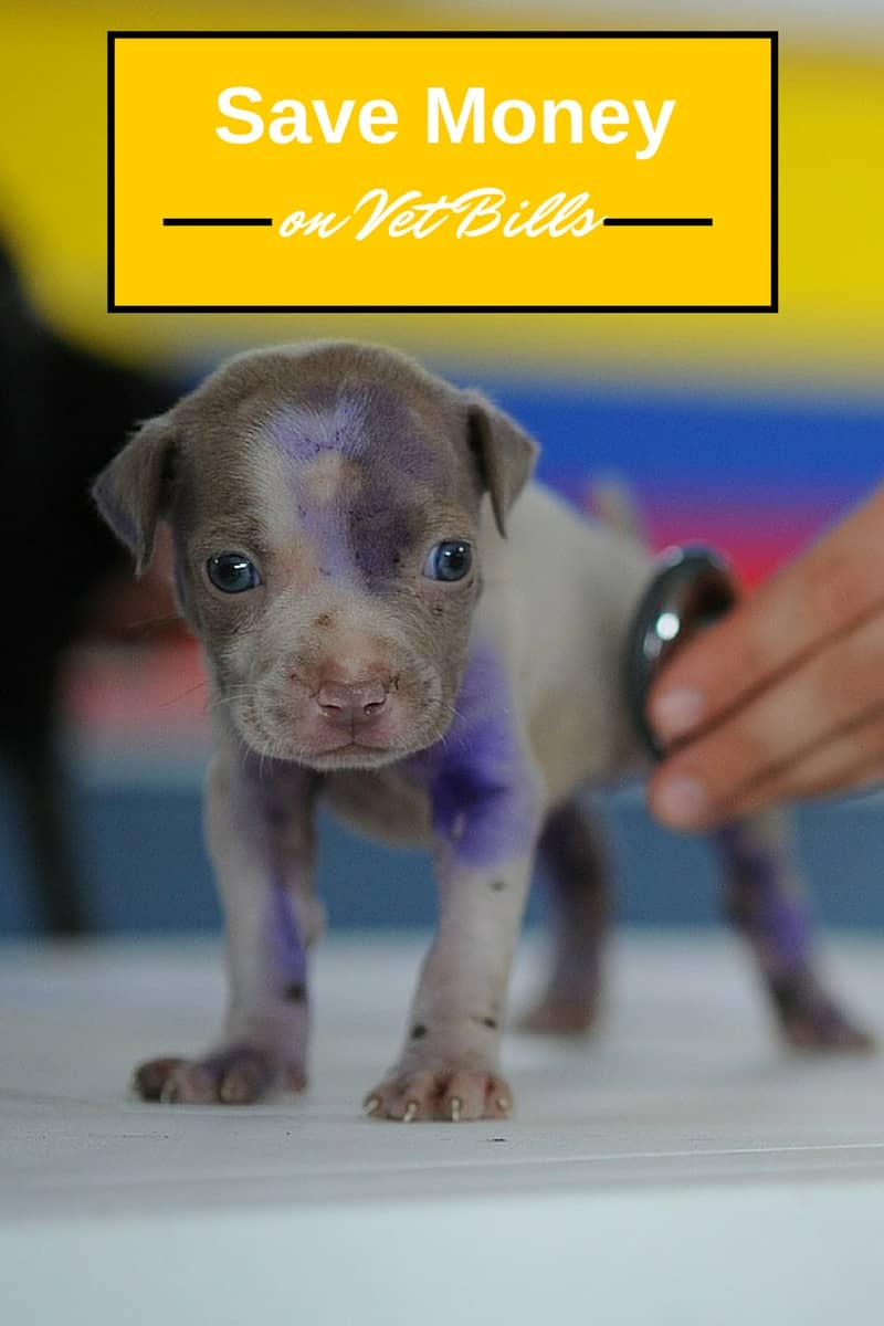 How to save money on dog vet bills Dog Vills