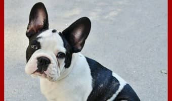 We love this adorable must-see human and canine duet dog video! Definitely the cutest singing bulldog we've ever seen! Don't miss it!