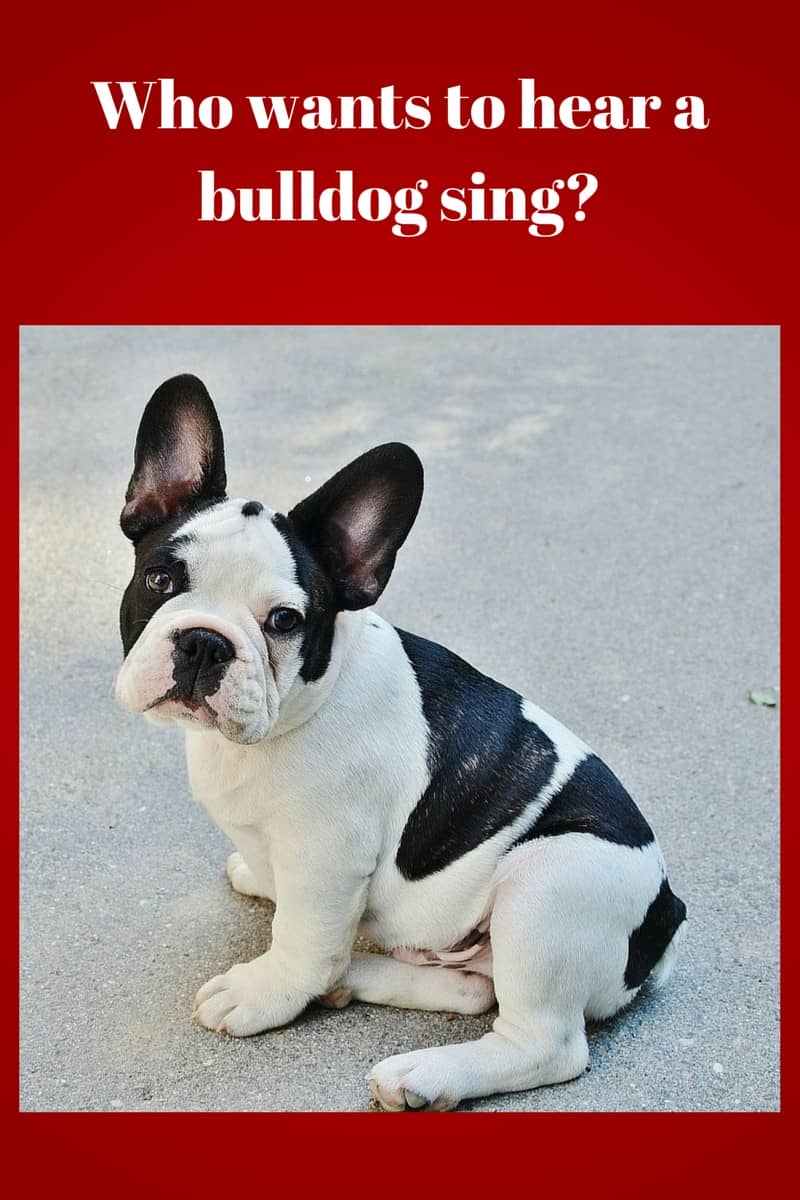 singing bulldog toy