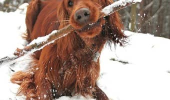 Planning to train your new puppy in the winter? Check out our dog training tips for keeping both you and your pooch safe in the snow and cold!