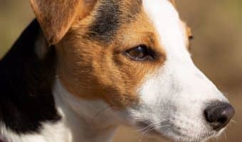 Learn how to give your puppy the best home imaginable with these Best Dog Behavior Books! These books are also great for dog training!