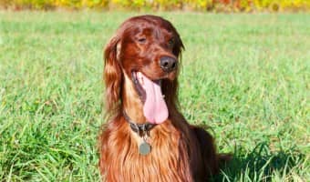 Tired of dealing with burnt grass spots from your dog? Read on for the reasons it occurs and how you can prevent your pup's urine from ruining your yard!