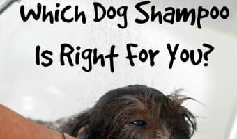 Wondering which dog shampoo is right for your dog? Check out our tips for choosing the best one for your pup's type of fur and skin needs.