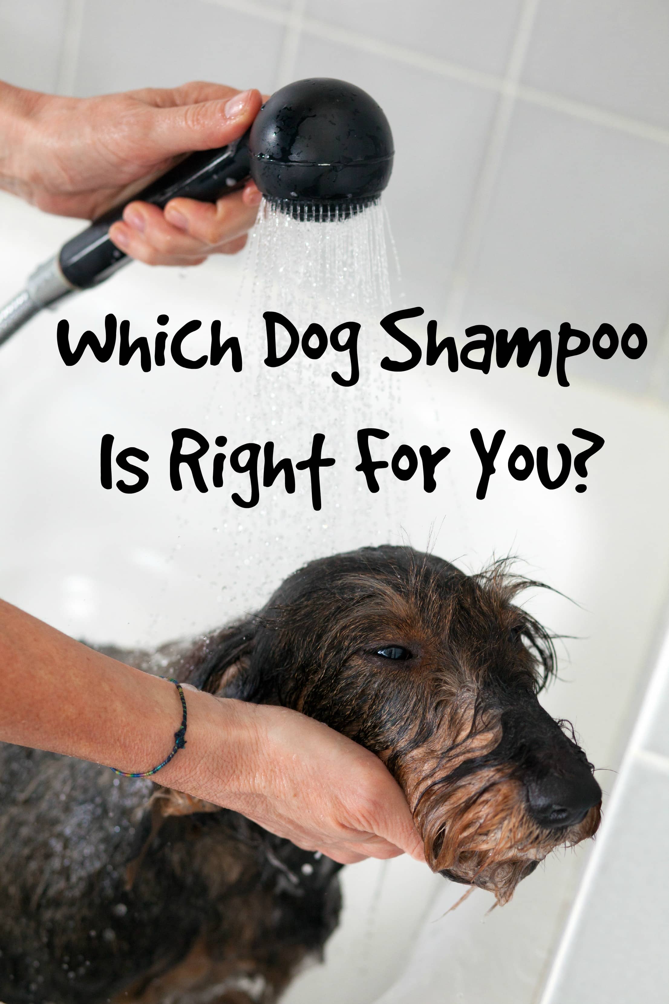 Which Dog Shampoo Is Right For Your Dog? Dog Vills