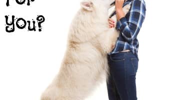 Is dog fostering right for you? So many dogs need a good home while waiting for their forever home. Find out if you're the right person to help!