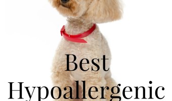 So you are looking for the best hypoallergenic dogs for kids. The good news there are a bunch of great breeds to choose from! Check out our favorites!