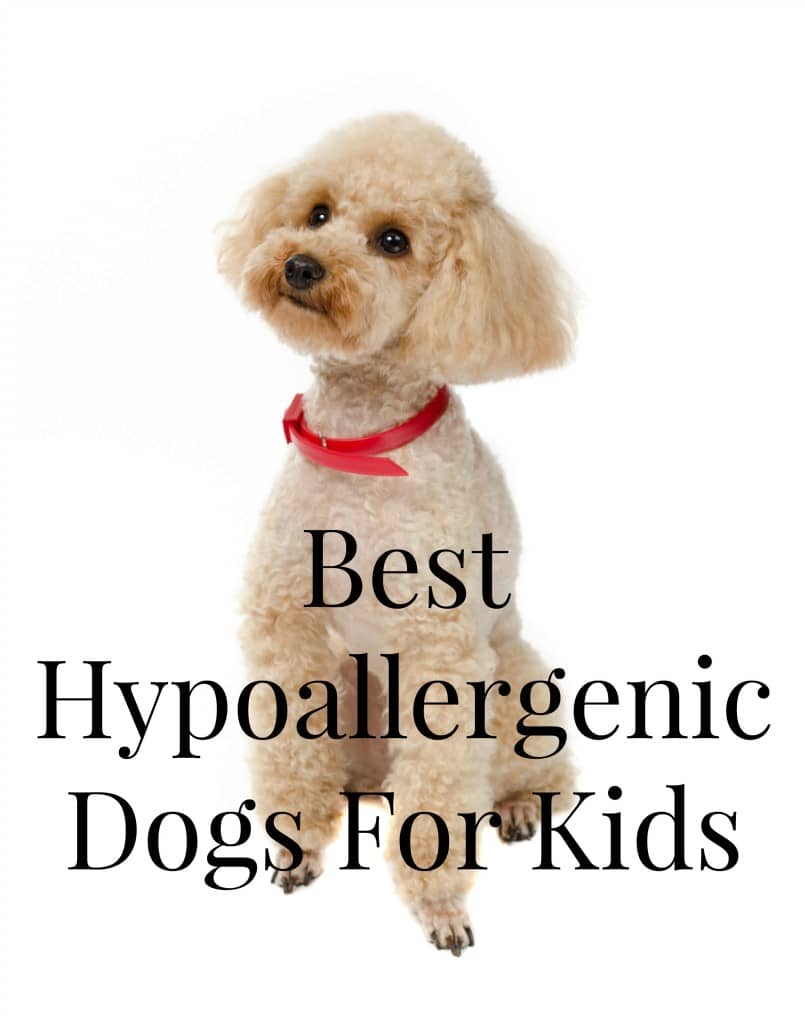 best hypoallergenic dogs for kids- dogvills